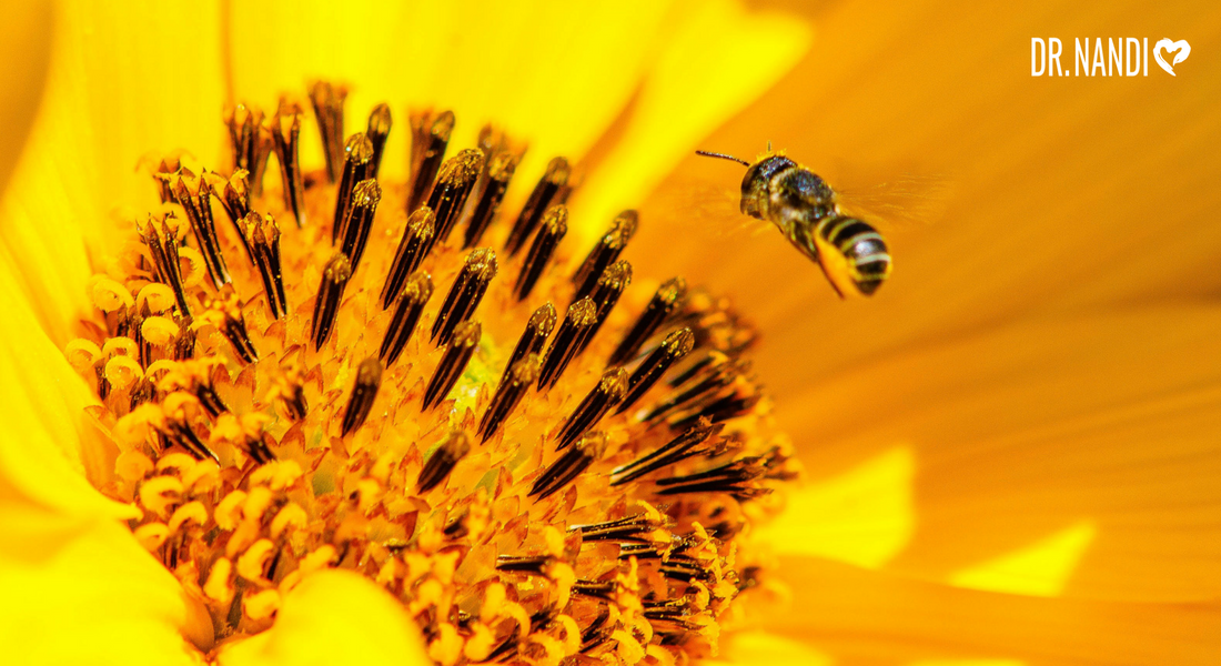 What is Bee Pollen