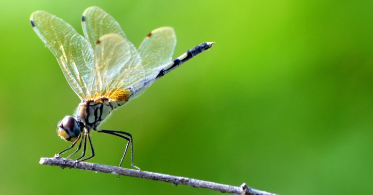Dragonflies vs. Mosquitoes: Who Wins the Battle for Our Health?