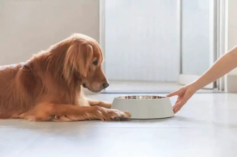 Why Today’s Golden Retrievers Live Shorter Lives From 17 to 12: A Diet Dilemma