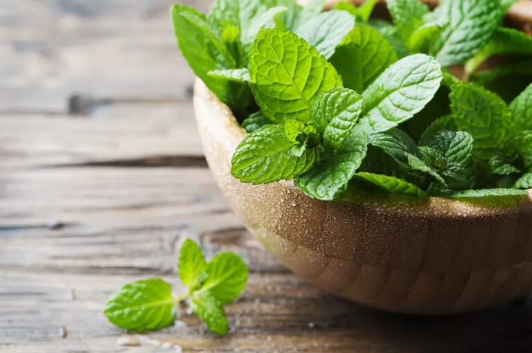 Natural Pest Control: Harnessing Peppermint’s Potency