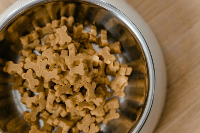 What Really Goes into Your Beloved Pet’s Meal Bowl: The Truth About Dog Food