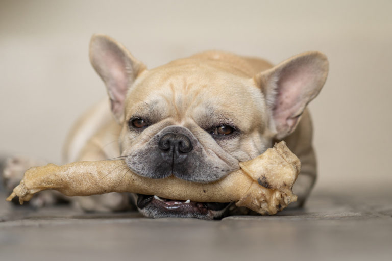 Unveiling the Hidden Risks of Rawhide Treats: Protecting Your Furry Friend’s Health