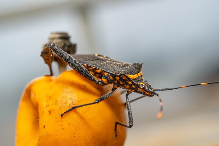 Beware the Kissing Bug: Heart Failure Risk Increases with New Sightings in NJ