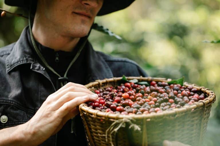 Native American Chokecherry Recipe Demonstrates Remarkable Cancer Cell Destruction