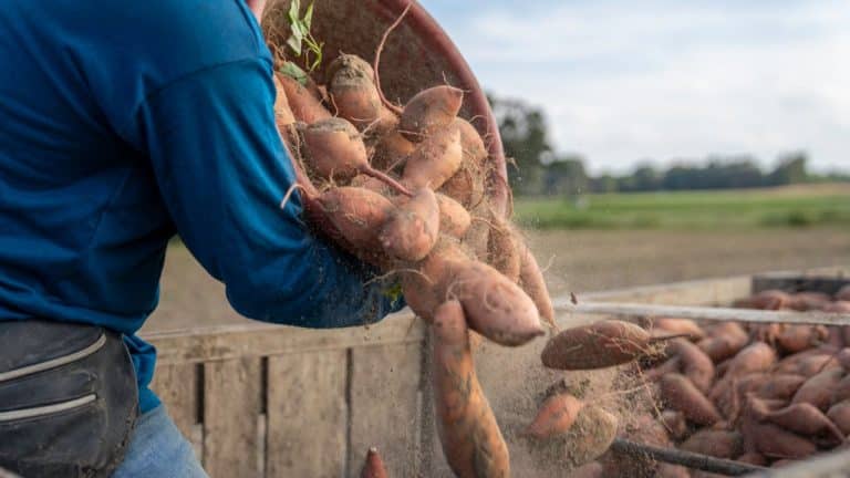 Sweet Potatoes: Your Natural Defense Against Pain & Diseases