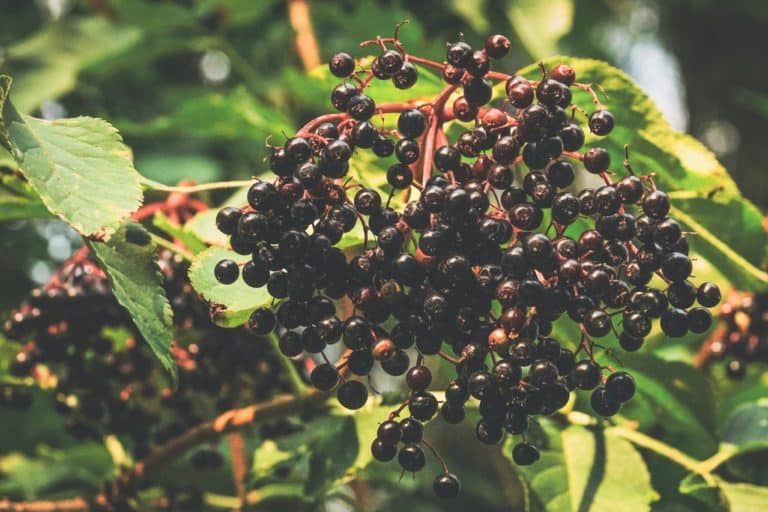 Elderberries: Underrated Superfood That Helps Fight Viruses