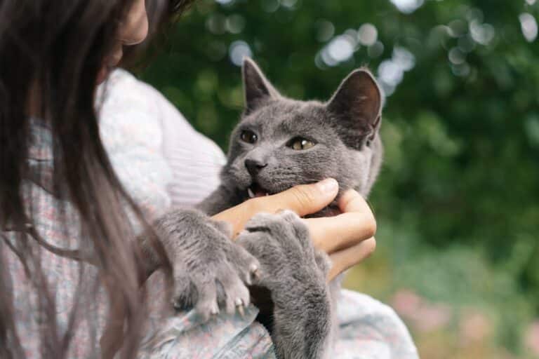 Why Petting Your Cat Could Be the Healthiest Part of Your Day