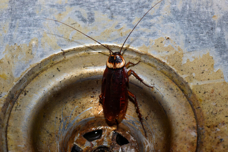 Cockroaches Release Allergens and Endotoxins That Trigger Asthma in Your Home