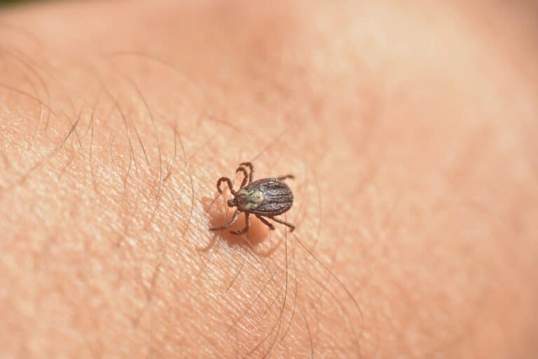 Tick-Bite Meat Allergy Linked to First Known Death in New Jersey