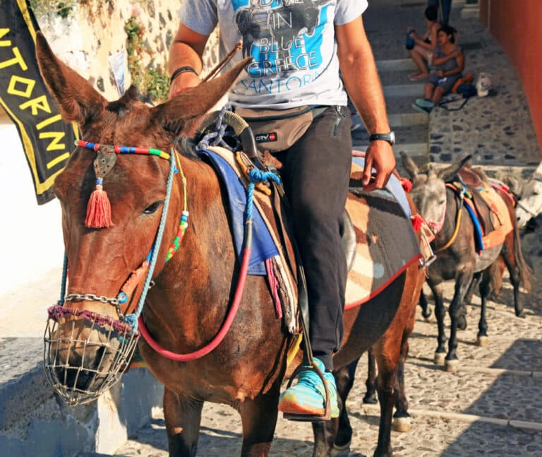 The Health Wake-Up Call Behind Santorini’s Donkey Ban
