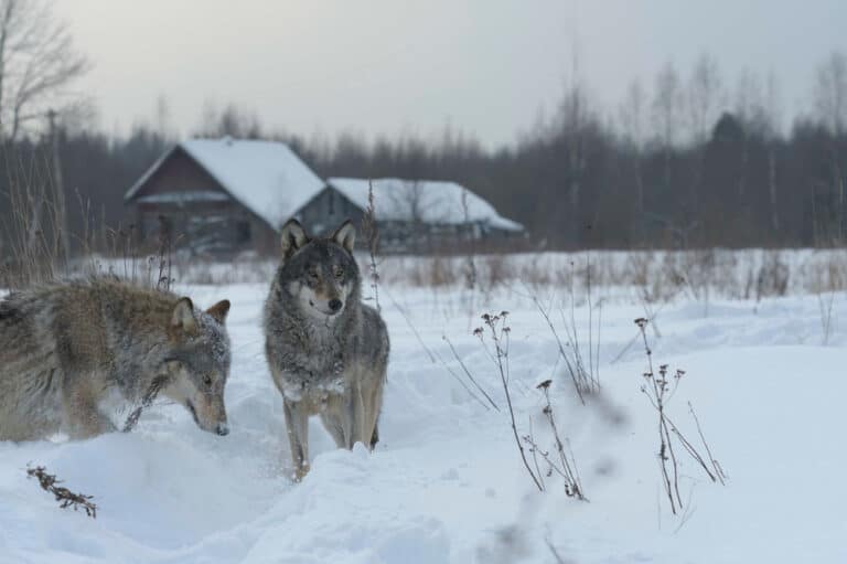 Against All Odds: A Thriving Ecosystem Inside the Chernobyl Exclusion Zone