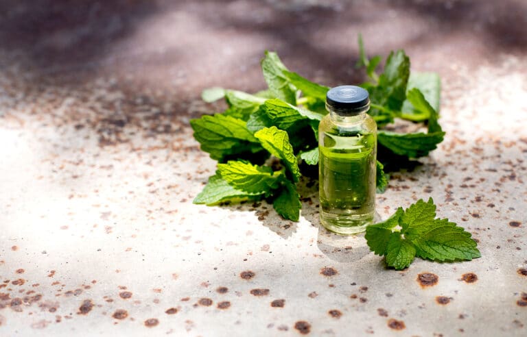 Could a Minty Scent Hold the Key to Better Memory and Brain Health?