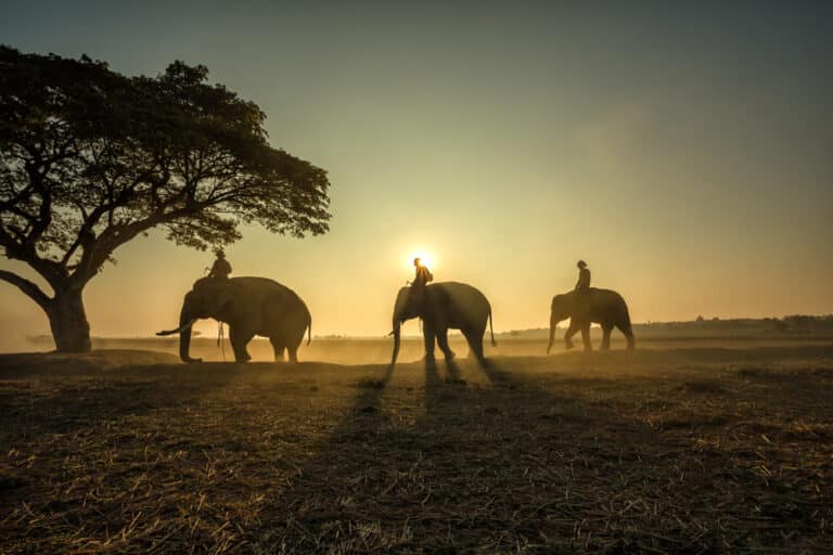 Earth’s Vanishing Wildlife: What Nature’s Decline Means for Your Health