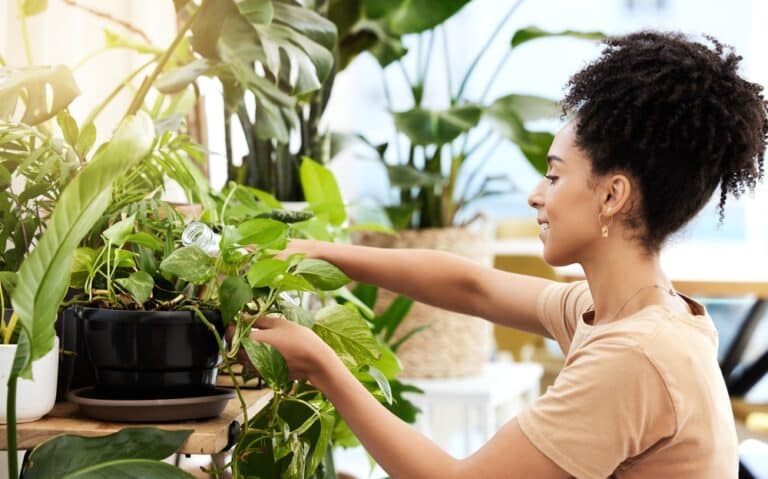 10 Indoor Plants That Naturally Repel Mice, Spiders, and Insects