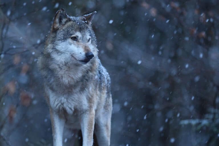 Chernobyl’s Wolves Exhibit Genetic Mutations That Suppress Tumor Growth