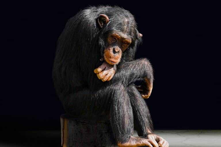 Most Americans Have Come to Accept Evolution, New Study Reveals