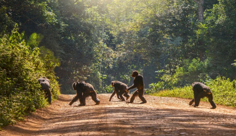 Most Americans Have Come to Accept Evolution, New Study Reveals