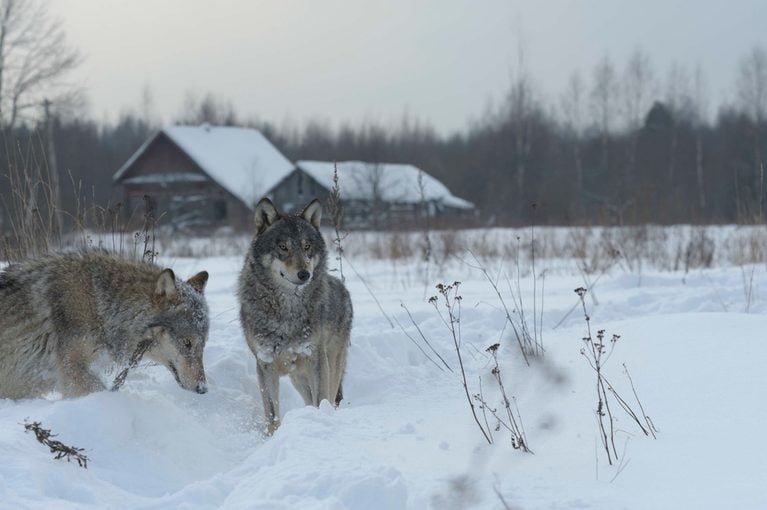 Chernobyl’s Wolves Exhibit Genetic Mutations That Suppress Tumor Growth