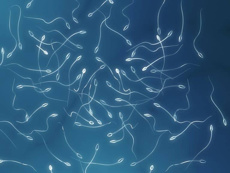 Could Damaged Sperm Be the Reason Behind Repeated Miscarriages?