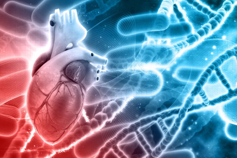 Can Your Heart Grow Its Own Bypass After a Heart Attack?