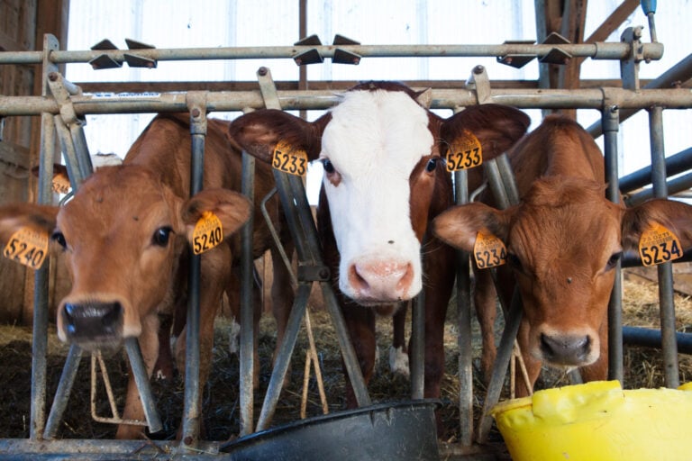 Shifting From Animal to Plant Protein Could Ease Nearly Half the Climate Burden