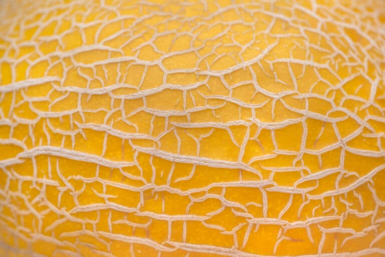 New Experimental Drug Targets Dangerous Belly Fat by Killing Fat Cells